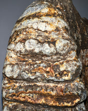 Load image into Gallery viewer, GEM HUGE Stegodon Fossil Partial Skull Complete Upper Jaw with Both Molars 12 Inches Java, Indonesia!

