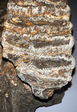 Load image into Gallery viewer, GEM HUGE Stegodon Fossil Partial Skull Complete Upper Jaw with Both Molars 12 Inches Java, Indonesia!
