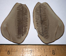 Load image into Gallery viewer, Fossil Tree Ferns from Mazon Creek both halves 1.5 to 2 Inches One Pair Per Order
