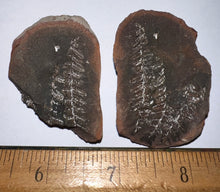 Load image into Gallery viewer, Fossil Tree Ferns from Mazon Creek both halves 1.5 to 2 Inches One Pair Per Order
