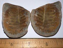 Load image into Gallery viewer, Fossil Tree Ferns from Mazon Creek both halves 1.5 to 2 Inches One Pair Per Order
