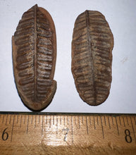 Load image into Gallery viewer, Fossil Tree Ferns from Mazon Creek both halves 1.5 to 2 Inches One Pair Per Order
