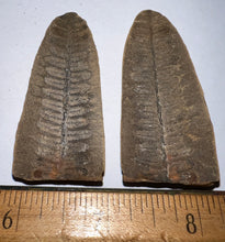 Load image into Gallery viewer, Fossil Tree Ferns from Mazon Creek both halves 1.5 to 2 Inches One Pair Per Order
