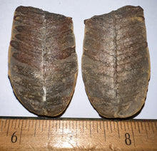 Load image into Gallery viewer, Fossil Tree Ferns from Mazon Creek both halves 1.5 to 2 Inches One Pair Per Order
