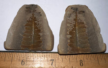 Load image into Gallery viewer, Fossil Tree Ferns from Mazon Creek both halves 1.5 to 2 Inches One Pair Per Order
