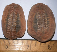 Load image into Gallery viewer, Fossil Tree Ferns from Mazon Creek both halves 1.5 to 2 Inches One Pair Per Order
