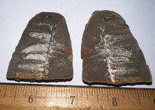 Load image into Gallery viewer, Fossil Tree Ferns from Mazon Creek both halves 1.5 to 2 Inches One Pair Per Order
