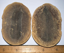 Load image into Gallery viewer, Fossil Seed Fern Macroneuropteris from Mazon Creek both halves 2.73 inches
