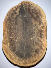 Load image into Gallery viewer, Fossil Seed Fern Macroneuropteris from Mazon Creek both halves 2.73 inches
