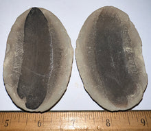 Load image into Gallery viewer, Huge Fossil Seed Fern Macroneuropteris from Mazon Creek both halves 3.06 inches
