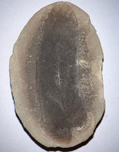 Load image into Gallery viewer, Huge Fossil Seed Fern Macroneuropteris from Mazon Creek both halves 3.06 inches
