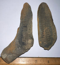 Load image into Gallery viewer, Fossil Tree Fern from Mazon Creek both halves 3.62 inches

