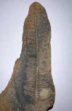 Load image into Gallery viewer, Fossil Tree Fern from Mazon Creek both halves 3.62 inches
