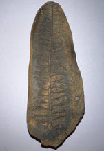 Load image into Gallery viewer, Fossil Tree Fern from Mazon Creek both halves 3.62 inches
