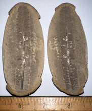 Load image into Gallery viewer, Fossil Tree Fern from Mazon Creek both halves 3.72 inches
