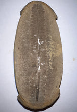 Load image into Gallery viewer, Fossil Tree Fern from Mazon Creek both halves 3.72 inches
