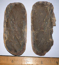 Load image into Gallery viewer, HUGE Fossil Seed Fern Macroneuropteris from Mazon Creek both halves 3.8 inches
