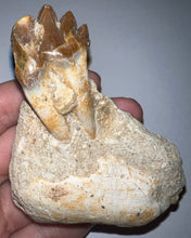 Load image into Gallery viewer, Rare Basilosaurid Whale Tooth in matrix with associated Jaw Fragment 3.24 Inches
