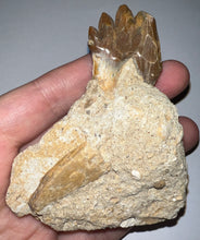 Load image into Gallery viewer, Rare Basilosaurid Whale Tooth in matrix with associated Jaw Fragment 3.24 Inches
