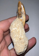 Load image into Gallery viewer, Rare Basilosaurid Whale Tooth in matrix with associated Jaw Fragment 3.24 Inches
