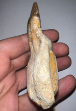 Load image into Gallery viewer, Rare Basilosaurid Whale Tooth in matrix with associated Jaw Fragment 3.24 Inches
