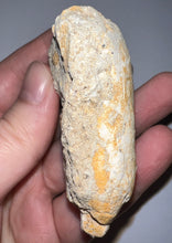 Load image into Gallery viewer, Rare Basilosaurid Whale Tooth in matrix with associated Jaw Fragment 3.24 Inches
