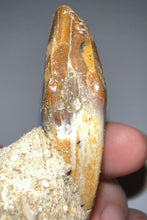 Load image into Gallery viewer, Rare Basilosaurid Whale Tooth in matrix with associated Jaw Fragment 3.24 Inches
