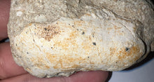 Load image into Gallery viewer, Rare Basilosaurid Whale Tooth in matrix with associated Jaw Fragment 3.24 Inches
