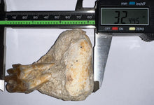 Load image into Gallery viewer, Rare Basilosaurid Whale Tooth in matrix with associated Jaw Fragment 3.24 Inches
