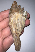 Load image into Gallery viewer, Rare HUGE Basilosaurid Whale Tooth 4.14 Inches
