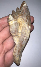 Load image into Gallery viewer, Rare HUGE Basilosaurid Whale Tooth 4.14 Inches
