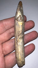 Load image into Gallery viewer, Rare HUGE Basilosaurid Whale Tooth 4.14 Inches
