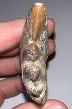 Load image into Gallery viewer, Rare HUGE Basilosaurid Whale Tooth 4.14 Inches
