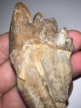 Load image into Gallery viewer, Rare HUGE Basilosaurid Whale Tooth 4.14 Inches
