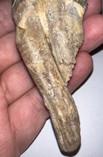 Load image into Gallery viewer, Rare HUGE Basilosaurid Whale Tooth 4.14 Inches

