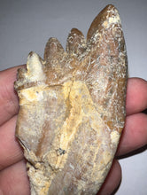 Load image into Gallery viewer, Rare HUGE Basilosaurid Whale Tooth 4.14 Inches
