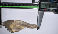 Load image into Gallery viewer, Rare HUGE Basilosaurid Whale Tooth 4.14 Inches
