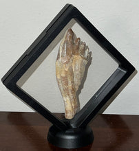 Load image into Gallery viewer, Rare HUGE Basilosaurid Whale Tooth 4.14 Inches
