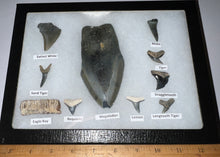Load image into Gallery viewer, XL Premium Labeled 10 Fossil Shark Tooth Collection in a Riker Mount with a Megalodon

