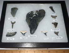 Load image into Gallery viewer, XL Premium Labeled 10 Fossil Shark Tooth Collection in a Riker Mount with a Megalodon
