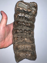 Load image into Gallery viewer, GEM HUGE Stegodon Fossil Molar 9.22 Inches from Thailand!
