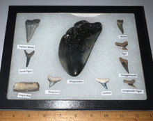 Load image into Gallery viewer, XL Premium Labeled 10 Fossil Shark Tooth Collection in a Riker Mount with a Megalodon
