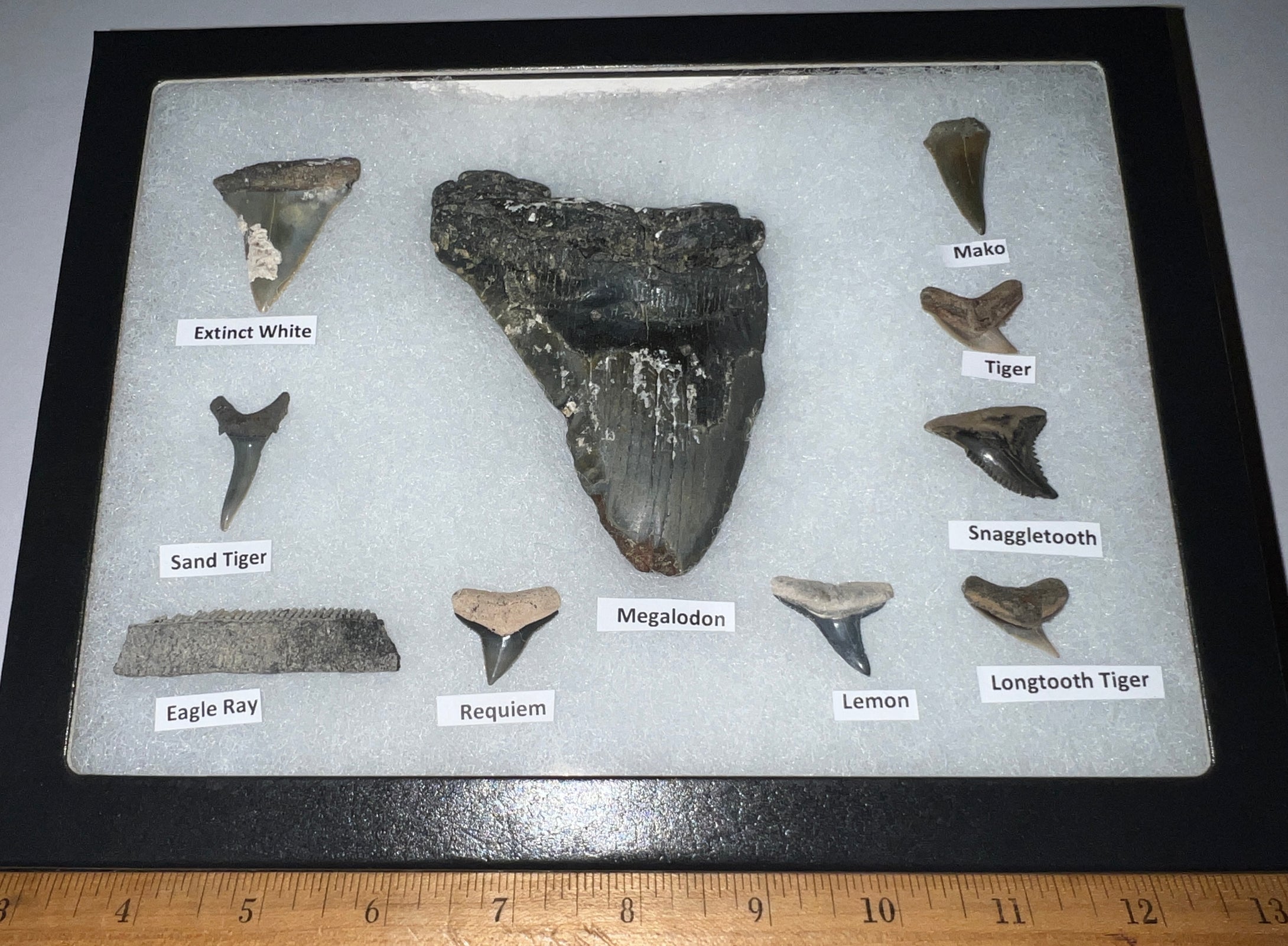 XL Premium Labeled 10 Fossil Shark Tooth Collection in a Riker Mount with a Megalodon