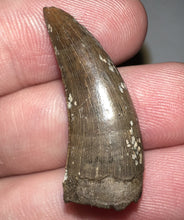 Load image into Gallery viewer, Tyrannosaurus Rex Fossil Juvenile Tooth 1.24 Inches Hell Creek Formation Montana NO REPAIR!
