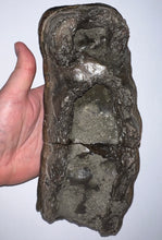 Load image into Gallery viewer, GEM HUGE Stegodon Fossil Molar 9.22 Inches from Thailand!
