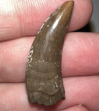 Load image into Gallery viewer, Tyrannosaurus Rex Fossil Juvenile Tooth 1.24 Inches Hell Creek Formation Montana NO REPAIR!
