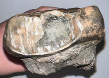 Load image into Gallery viewer, GEM HUGE Stegodon Fossil Molar 9.22 Inches from Thailand!

