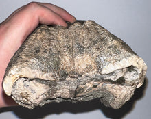 Load image into Gallery viewer, GEM HUGE Stegodon Fossil Molar 9.22 Inches from Thailand!
