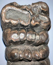 Load image into Gallery viewer, GEM HUGE Stegodon Fossil Molar 9.22 Inches from Thailand!
