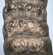 Load image into Gallery viewer, GEM HUGE Stegodon Fossil Molar 9.22 Inches from Thailand!
